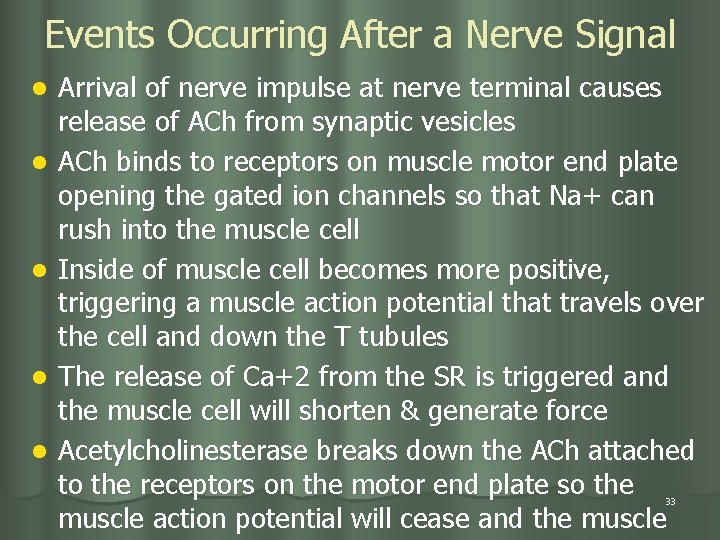 Events Occurring After a Nerve Signal l l Arrival of nerve impulse at nerve