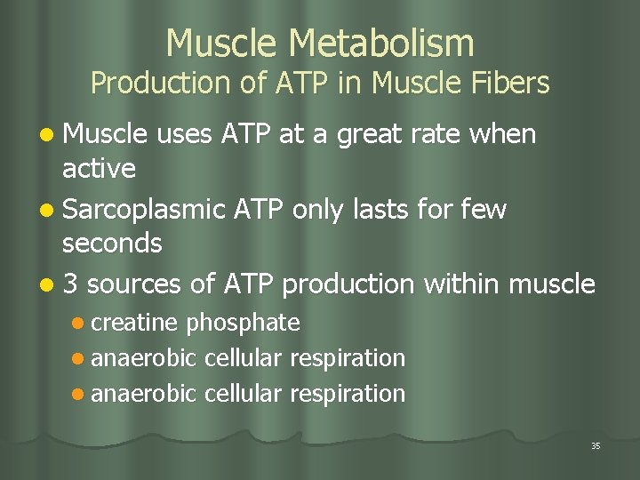 Muscle Metabolism Production of ATP in Muscle Fibers l Muscle uses ATP at a