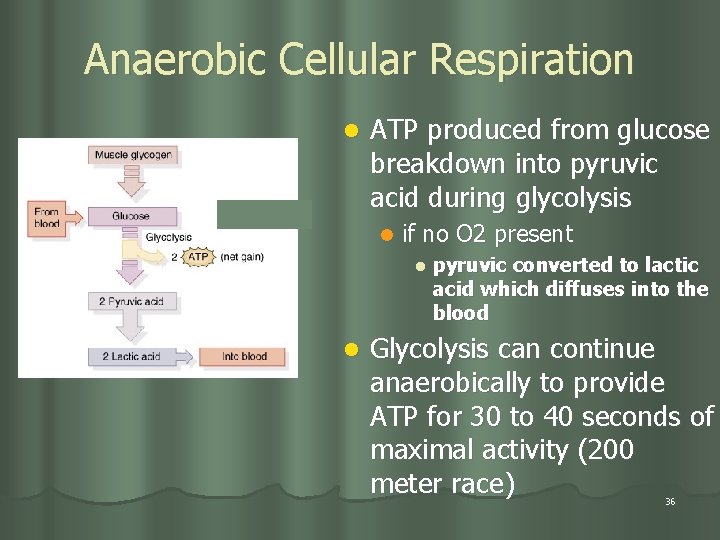 Anaerobic Cellular Respiration l ATP produced from glucose breakdown into pyruvic acid during glycolysis