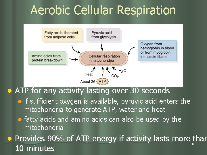 Aerobic Cellular Respiration l ATP for any activity lasting over 30 seconds if sufficient