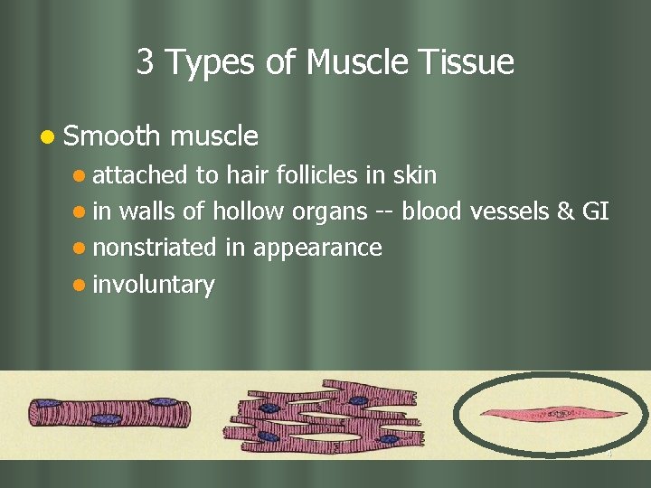 3 Types of Muscle Tissue l Smooth muscle l attached to hair follicles in