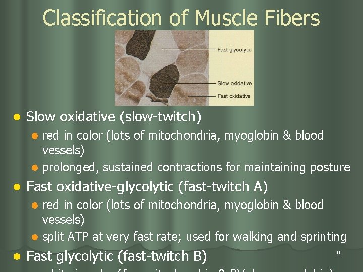 Classification of Muscle Fibers l Slow oxidative (slow-twitch) red in color (lots of mitochondria,