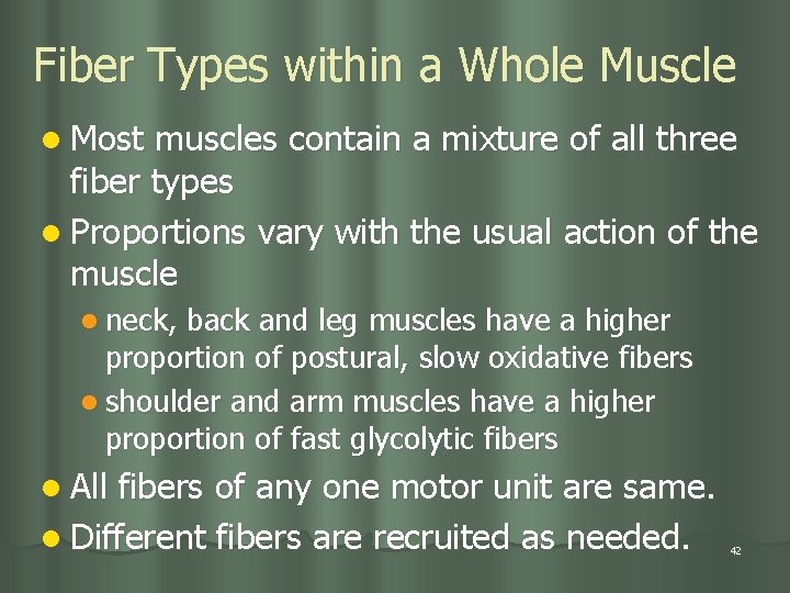 Fiber Types within a Whole Muscle l Most muscles contain a mixture of all