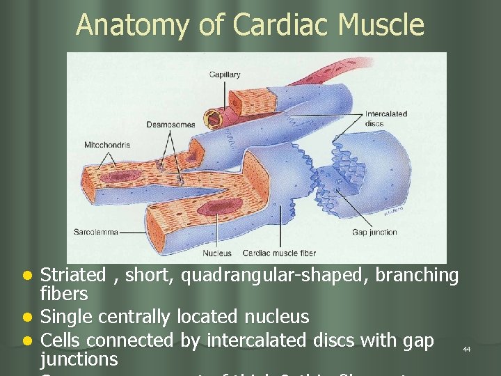 Anatomy of Cardiac Muscle Striated , short, quadrangular-shaped, branching fibers l Single centrally located