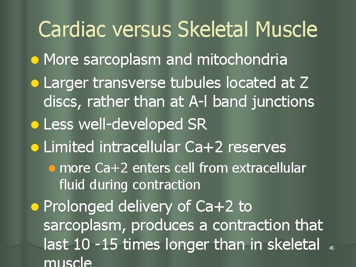 Cardiac versus Skeletal Muscle l More sarcoplasm and mitochondria l Larger transverse tubules located