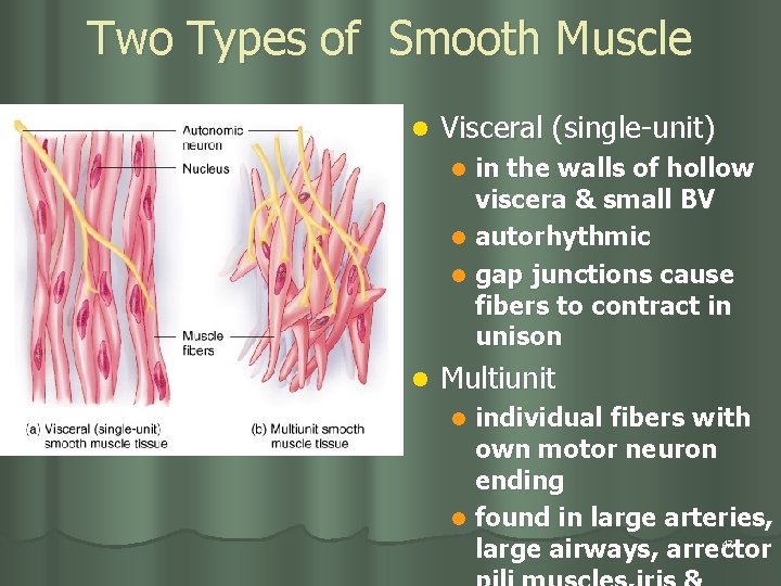 Two Types of Smooth Muscle l Visceral (single-unit) in the walls of hollow viscera