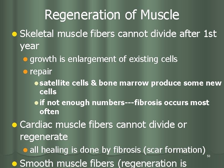 Regeneration of Muscle l Skeletal muscle fibers cannot divide after 1 st year l