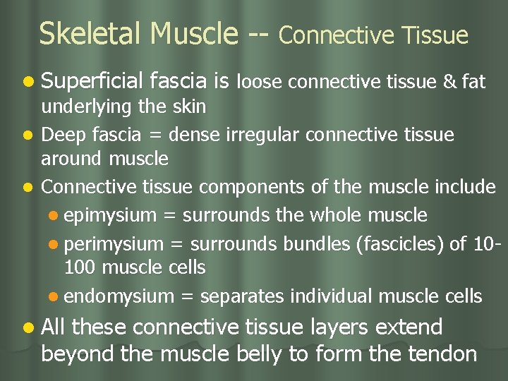 Skeletal Muscle -- Connective Tissue l Superficial fascia is loose connective tissue & fat