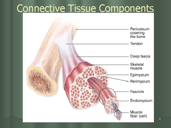Connective Tissue Components 8 