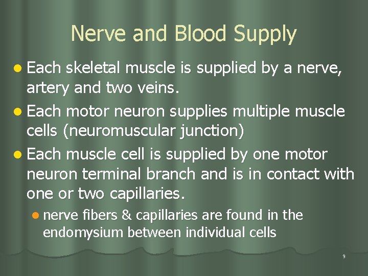 Nerve and Blood Supply l Each skeletal muscle is supplied by a nerve, artery