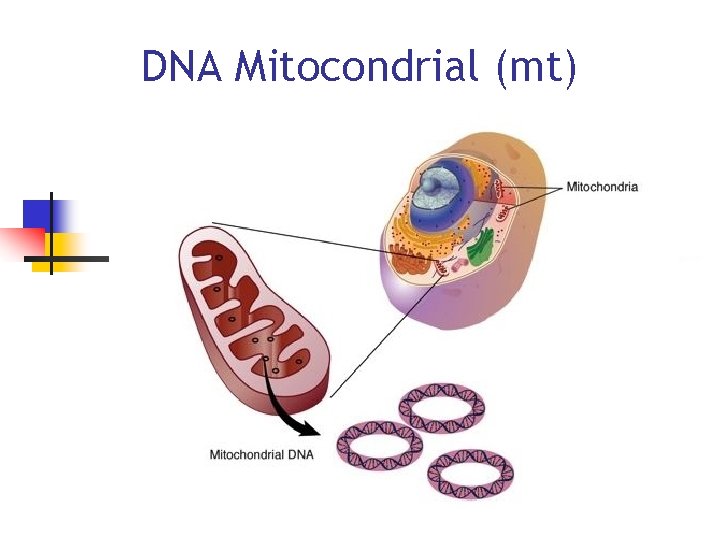 DNA Mitocondrial (mt) 