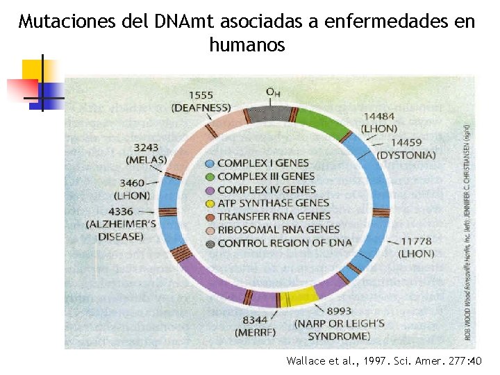 Mutaciones del DNAmt asociadas a enfermedades en humanos Wallace et al. , 1997. Sci.