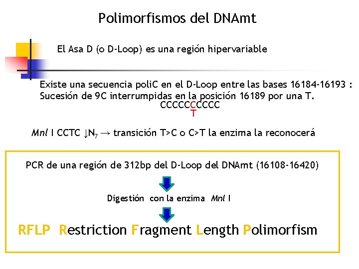 Polimorfismos del DNAmt El Asa D (o D-Loop) es una región hipervariable Existe una