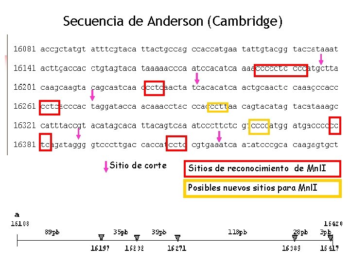 Secuencia de Anderson (Cambridge) Sitio de corte Sitios de reconocimiento de Mnl. I Posibles