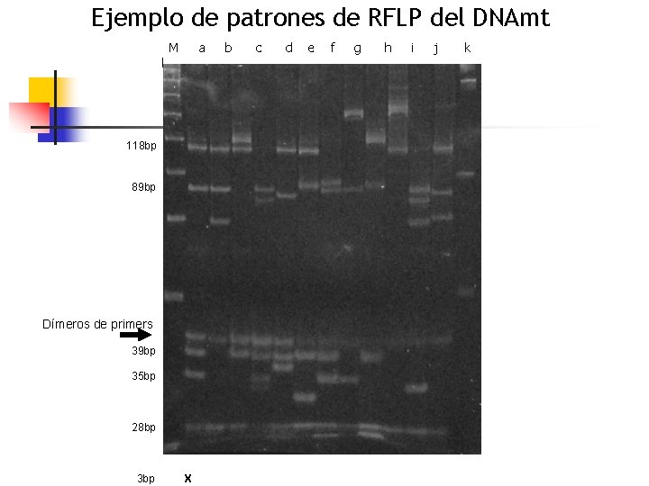 Ejemplo de patrones de RFLP del DNAmt l M a 118 bp 89 bp