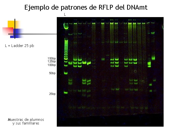 Ejemplo de patrones de RFLP del DNAmt L L = Ladder 25 pb 150