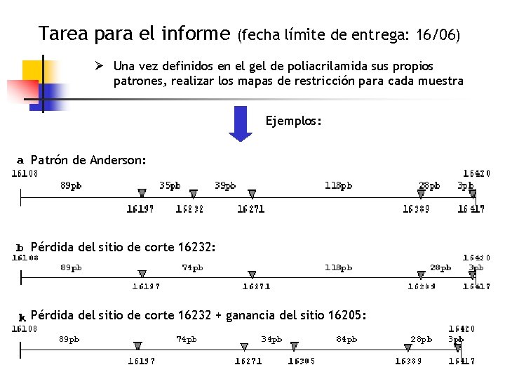 Tarea para el informe (fecha límite de entrega: 16/06) Ø Una vez definidos en