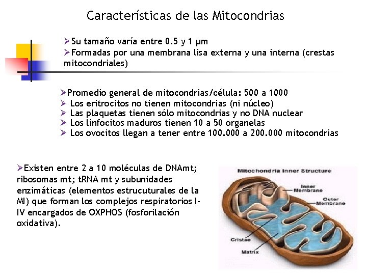 Características de las Mitocondrias ØSu tamaño varía entre 0. 5 y 1 µm ØFormadas