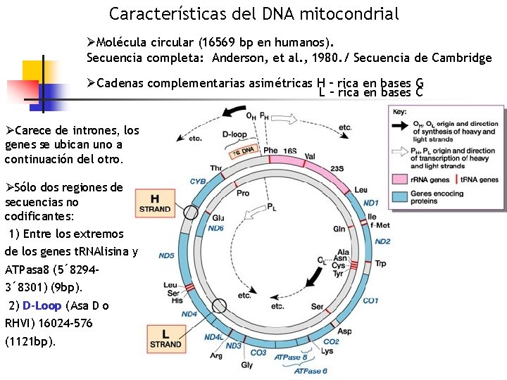 Características del DNA mitocondrial ØMolécula circular (16569 bp en humanos). Secuencia completa: Anderson, et