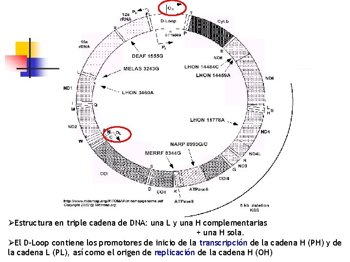 ØEstructura en triple cadena de DNA: una L y una H complementarias + una