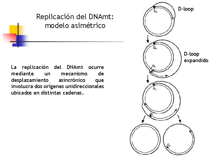 D-loop Replicación del DNAmt: modelo asimétrico D-loop expandido La replicación del DNAmt ocurre mediante