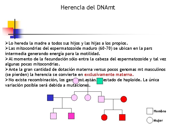 Herencia del DNAmt ØLo hereda la madre a todos sus hijos y las hijas