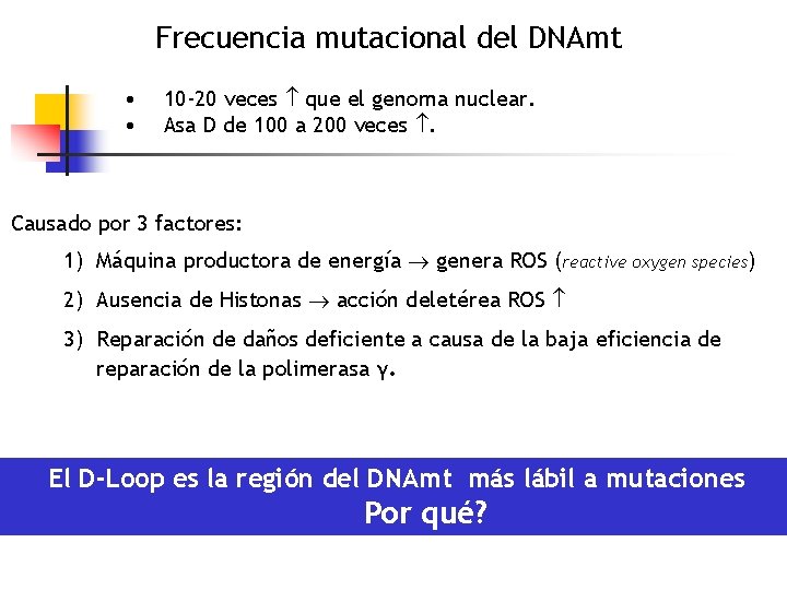 Frecuencia mutacional del DNAmt • • 10 -20 veces que el genoma nuclear. Asa
