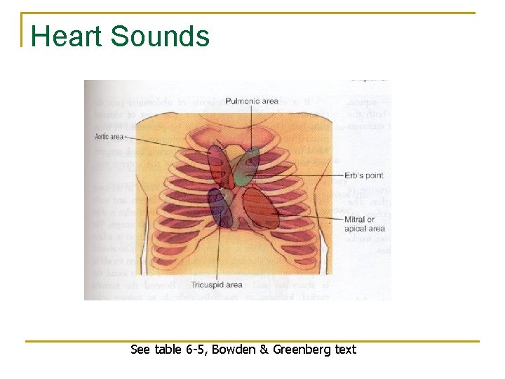 Heart Sounds See table 6 -5, Bowden & Greenberg text 