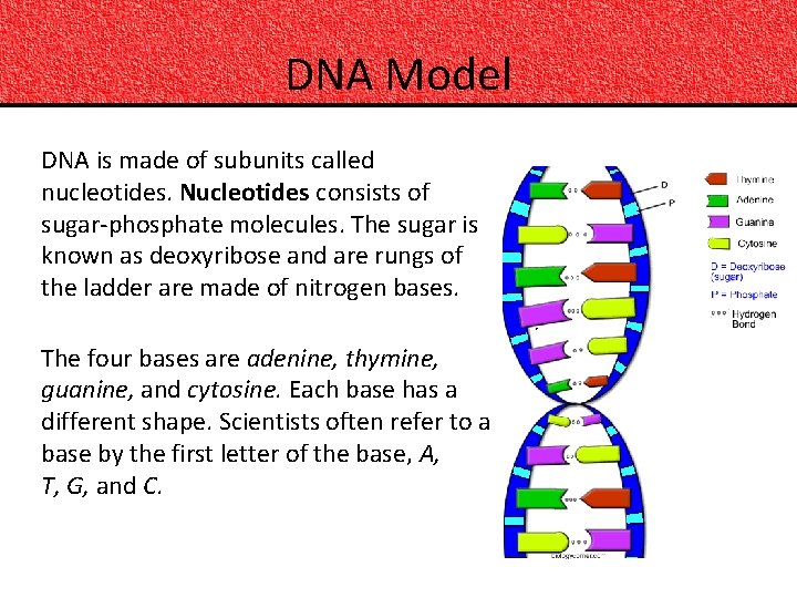 DNA Model DNA is made of subunits called nucleotides. Nucleotides consists of sugar-phosphate molecules.