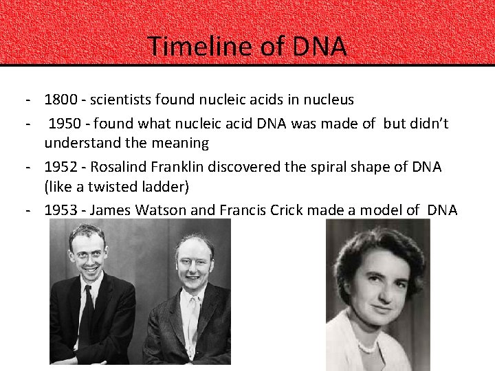 Timeline of DNA - 1800 - scientists found nucleic acids in nucleus - 1950