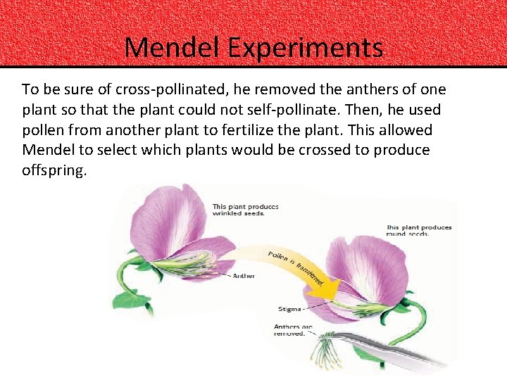 Mendel Experiments To be sure of cross-pollinated, he removed the anthers of one plant