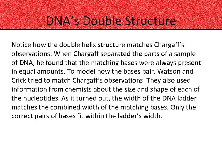 DNA’s Double Structure Notice how the double helix structure matches Chargaff’s observations. When Chargaff
