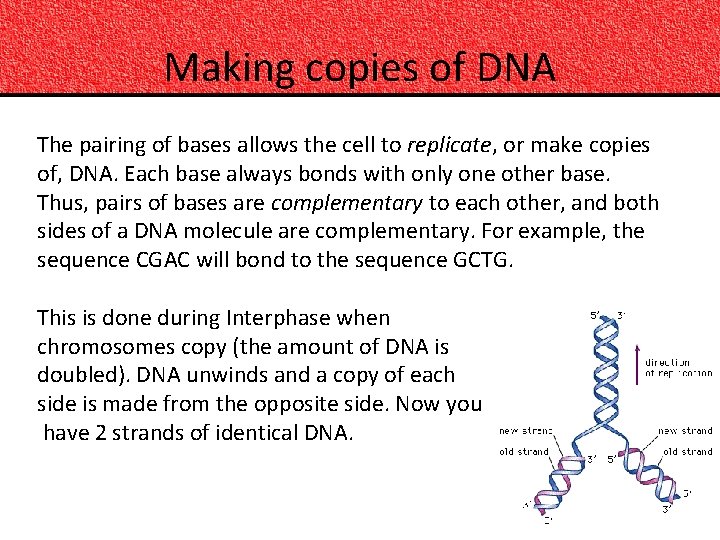 Making copies of DNA The pairing of bases allows the cell to replicate, or