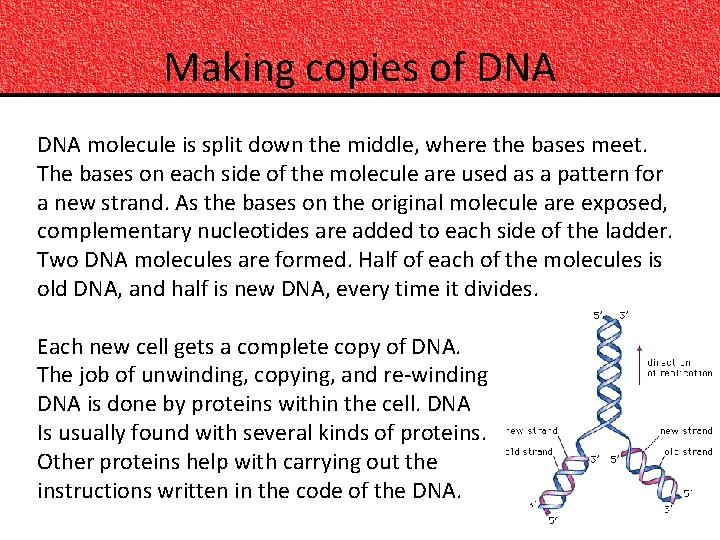 Making copies of DNA molecule is split down the middle, where the bases meet.