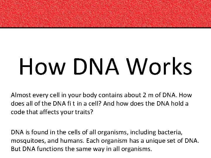 How DNA Works Almost every cell in your body contains about 2 m of