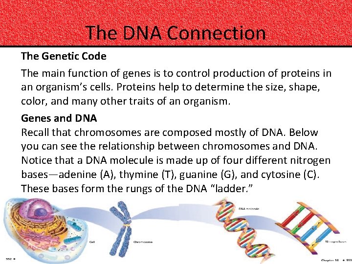 The DNA Connection The Genetic Code The main function of genes is to control