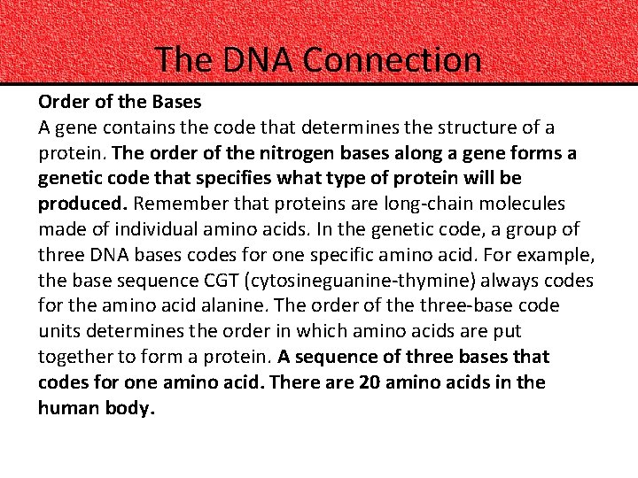 The DNA Connection Order of the Bases A gene contains the code that determines