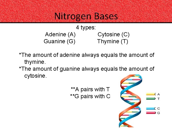 Nitrogen Bases 4 types: Adenine (A) Cytosine (C) Guanine (G) Thymine (T) *The amount