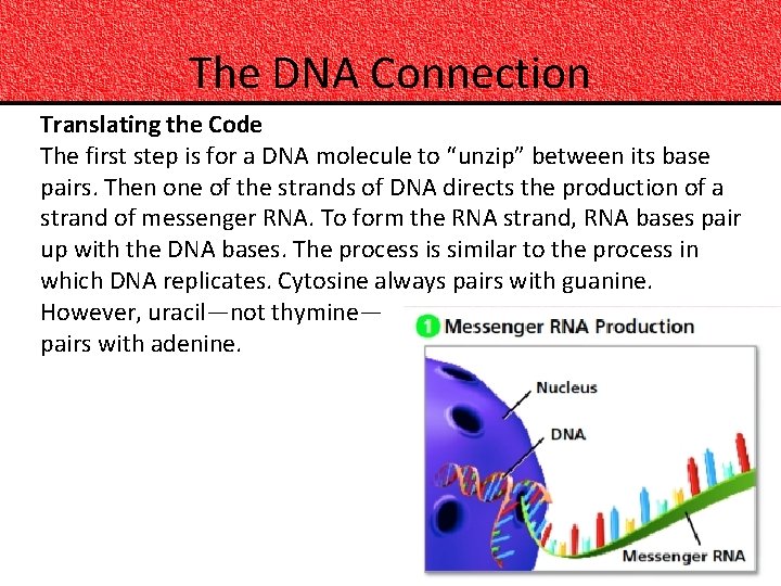 The DNA Connection Translating the Code The first step is for a DNA molecule