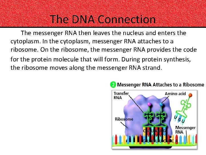 The DNA Connection The messenger RNA then leaves the nucleus and enters the cytoplasm.