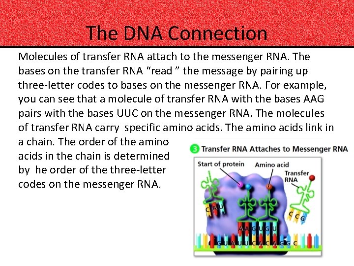 The DNA Connection Molecules of transfer RNA attach to the messenger RNA. The bases