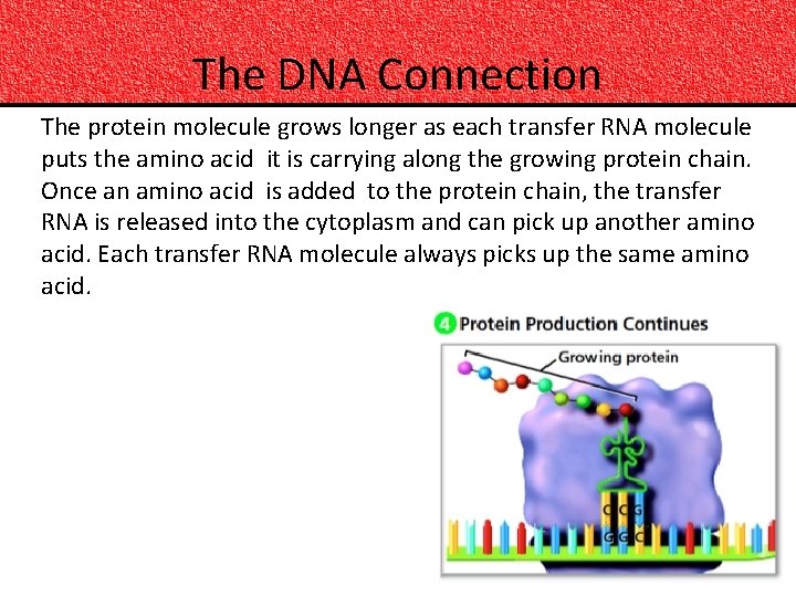 The DNA Connection The protein molecule grows longer as each transfer RNA molecule puts