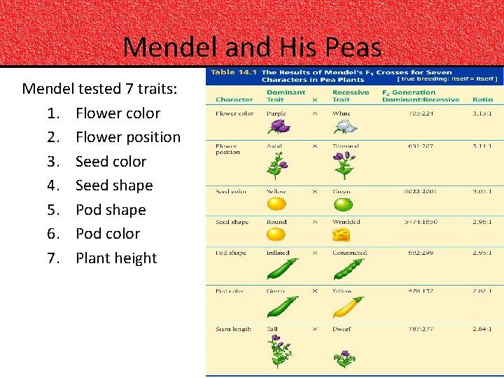 Mendel and His Peas Mendel tested 7 traits: 1. Flower color 2. Flower position