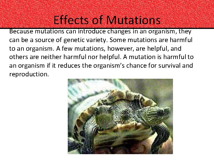 Effects of Mutations Because mutations can introduce changes in an organism, they can be