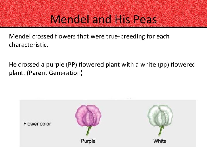 Mendel and His Peas Mendel crossed flowers that were true-breeding for each characteristic. He