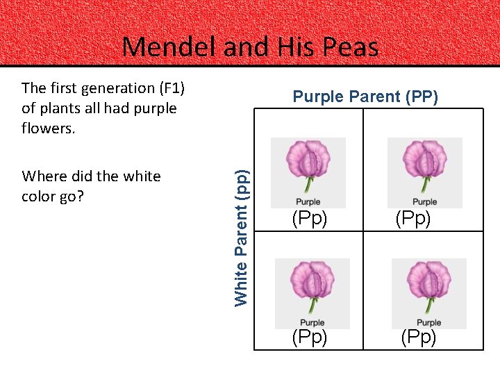 Mendel and His Peas The first generation (F 1) of plants all had purple