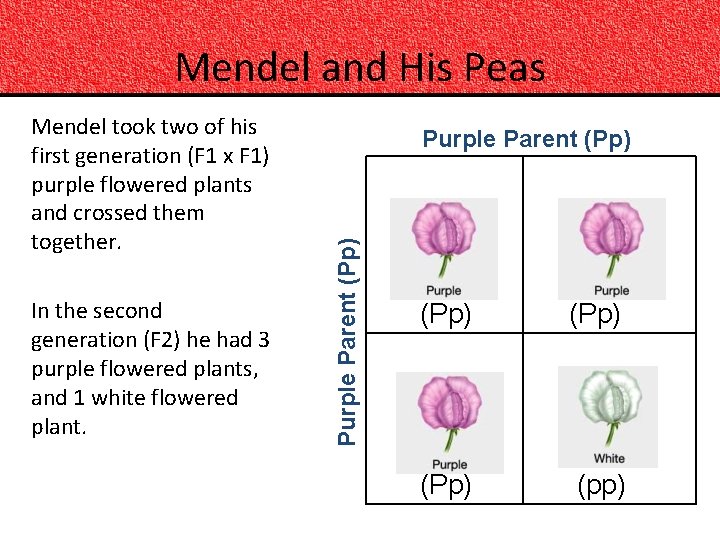 Mendel and His Peas In the second generation (F 2) he had 3 purple