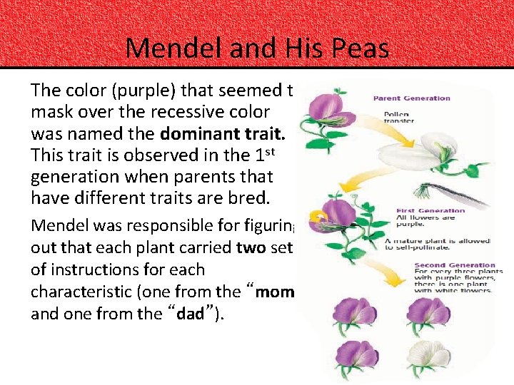 Mendel and His Peas The color (purple) that seemed to mask over the recessive