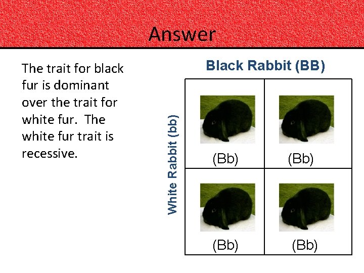 Answer Black Rabbit (BB) White Rabbit (bb) The trait for black fur is dominant