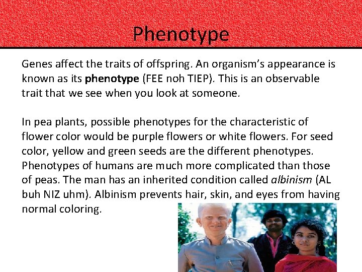 Phenotype Genes affect the traits of offspring. An organism’s appearance is known as its